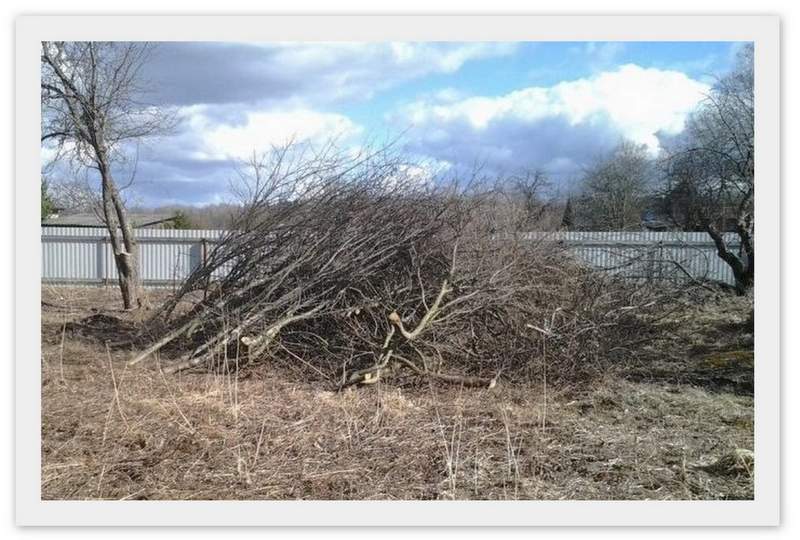 спиленные деревья и ветки спиленные деревья и ветки картинка